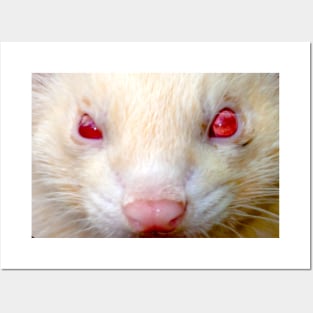 Albino Ferret Posters and Art